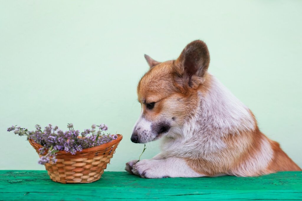 Is rosemary good for dogs?