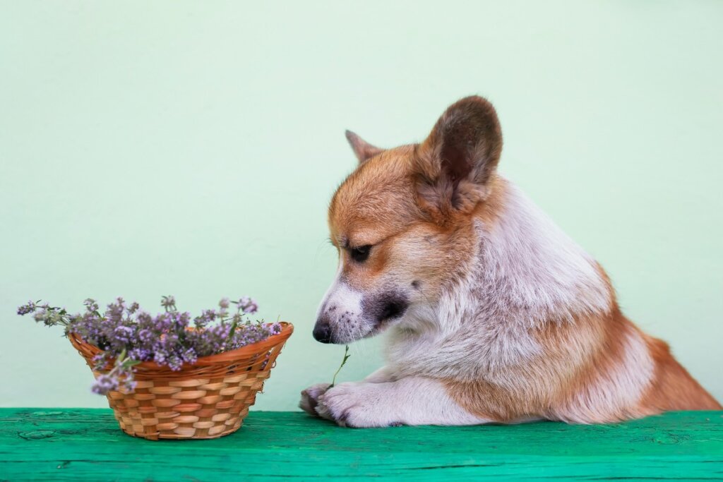 Is Rosemary Good for Dogs?