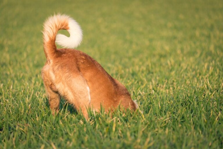 Possible Tail Injuries in Dogs