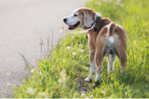 My Dog Doesn't Have Testicles: Why?
