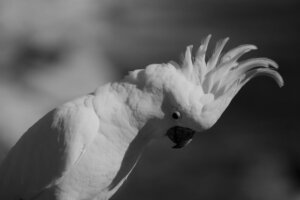 Stress in Domestic Birds: Causes, Symptoms and Solutions