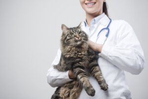 Inflammatory Bowel Disease in Cats: Symptoms and Treatment