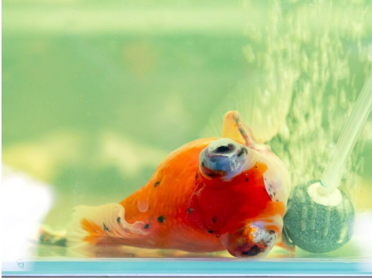 A goldfish lying on the bottom of an aquarium.
