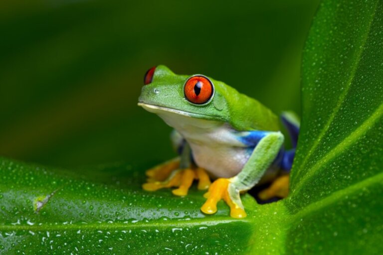 Red-Eyed Tree Frog: Habitat and Characteristics