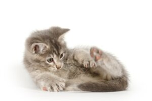 Why Do Cats Sniff Their Anus?