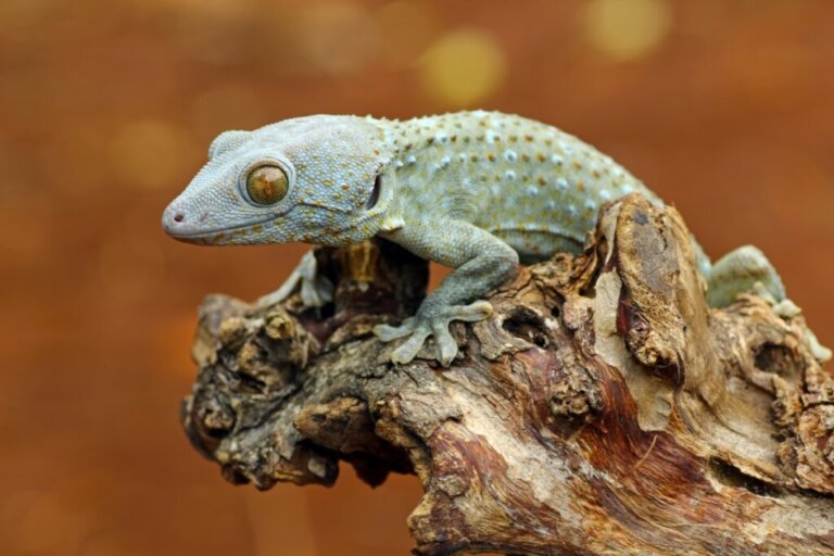 10 types of gecko