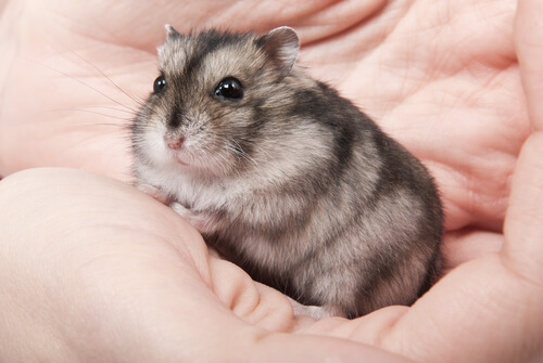 How to Care for the Russian Dwarf Hamster