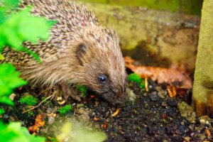 What Do Hedgehogs Eat?