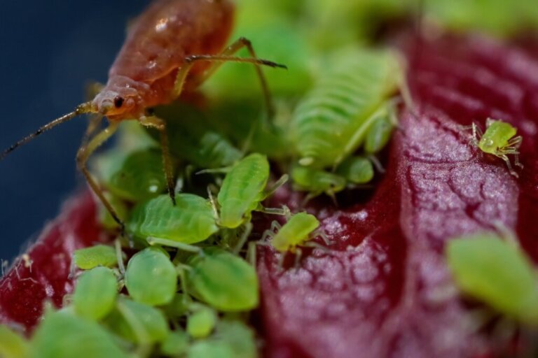 The Life Cycle of Aphids