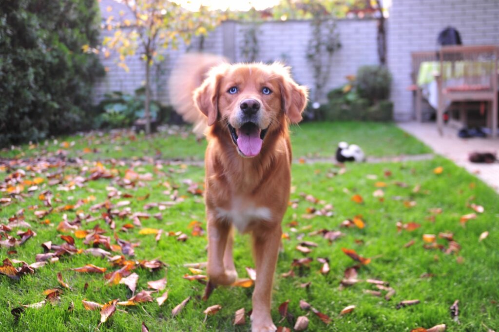 Labsky or Huskador: All About this Breed