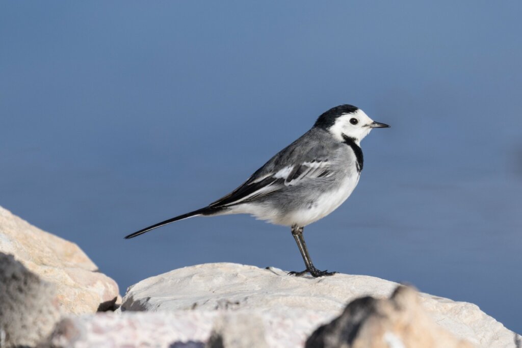 White Wagtail: habitat and characteristics