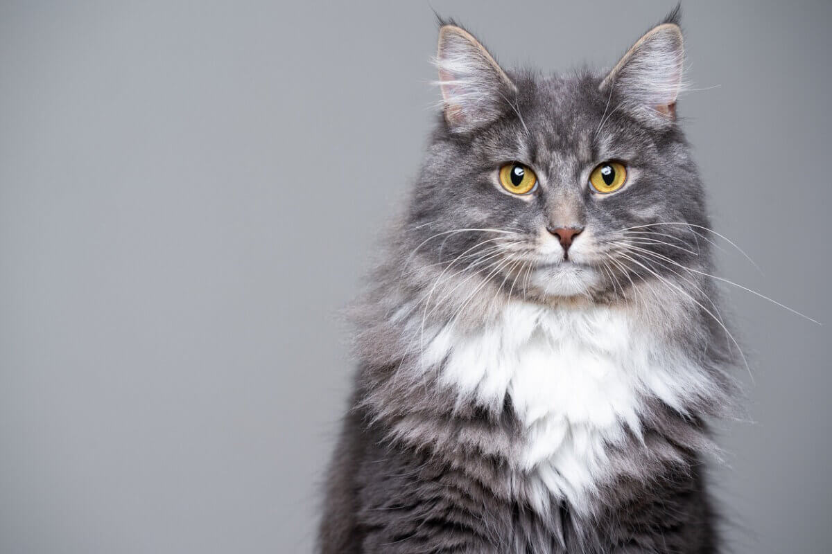 A grey cat with long hair.