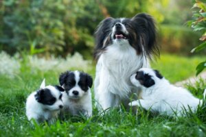 What Do I Do If My Dog Misses Her Puppies?