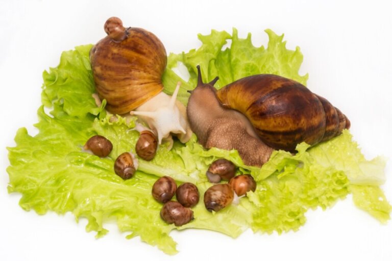 Do You Know How Snails Are Born?