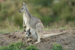 Eastern Grey Kangaroo: Habitat and Characteristics