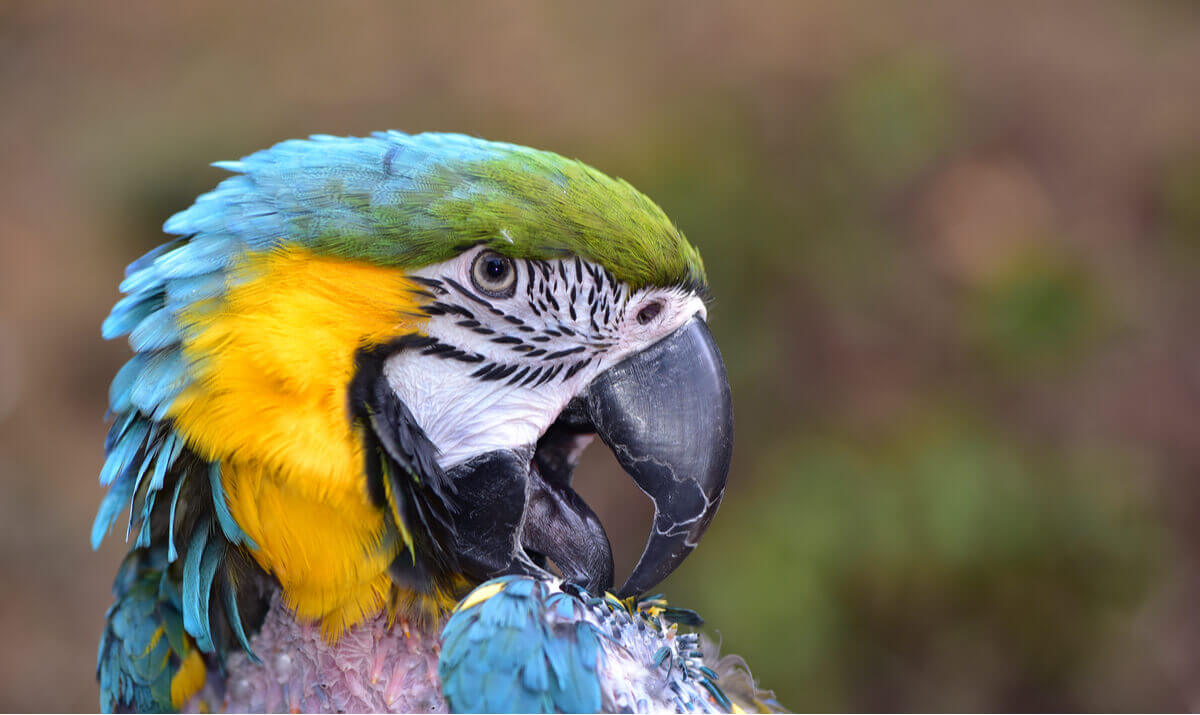 En papegoja som putsar sina fjädrar.
