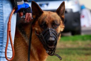 How to Get a Dog Used to a Muzzle?
