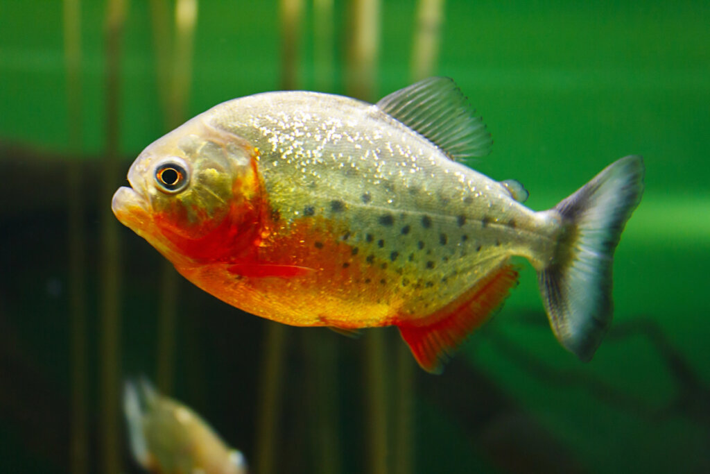 10 Aggressive Aquarium Fish