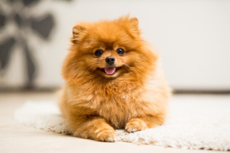 How to Care for the Pomeranian