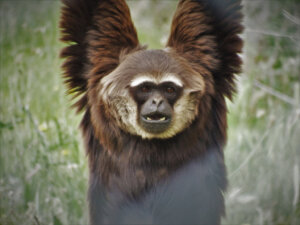 10 Curiosities About Primates