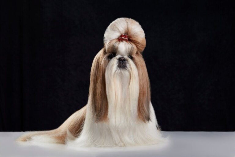 The Differences Between a Pekingese and a Shih Tzu