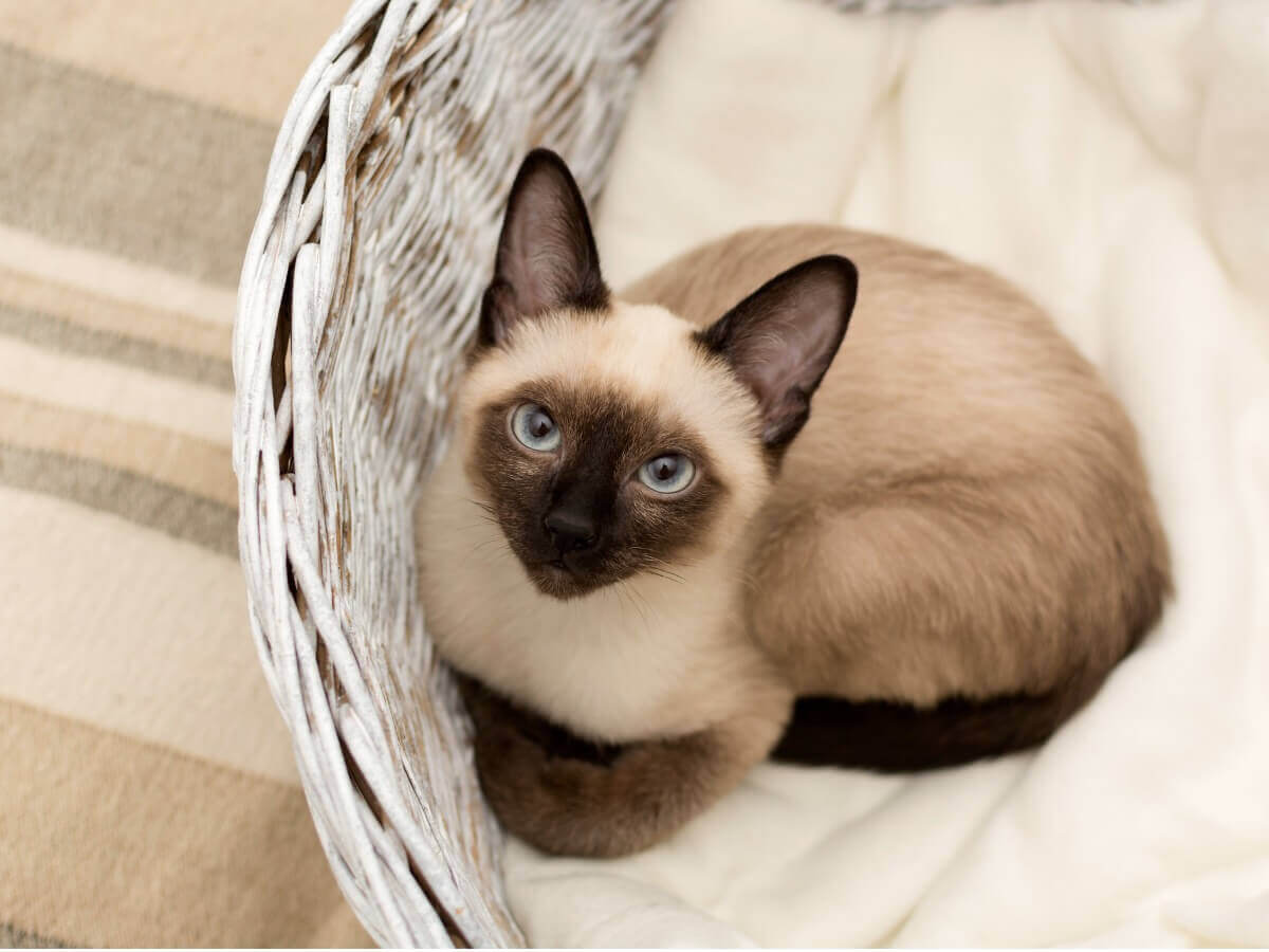 Een Siamese kat in een mand