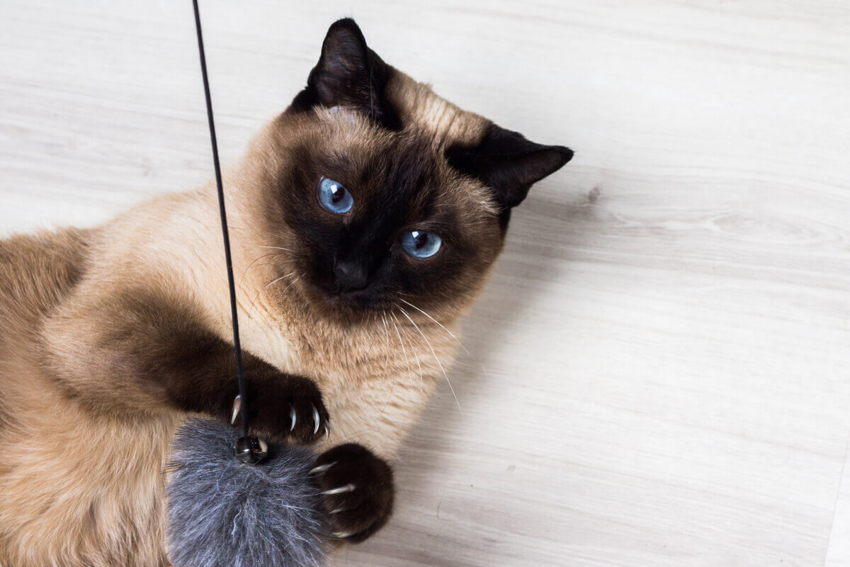 A Siamese cat playing with a furry toy ball.