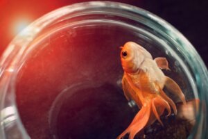 12 Symptoms of a Sick Fish and What to Do