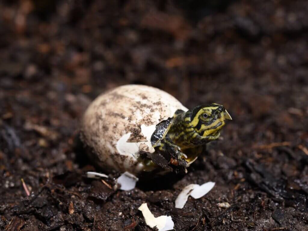 How to Hatch Turtle Eggs