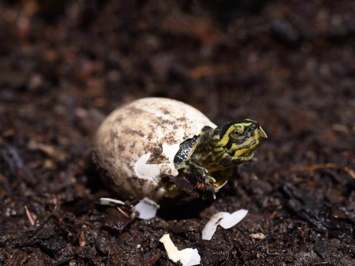 A baby turtle emerging from its egg.