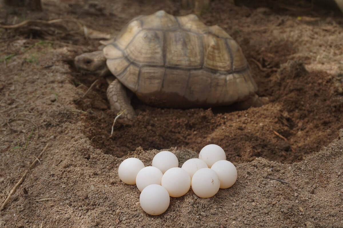 Turtle eggs in a nest.