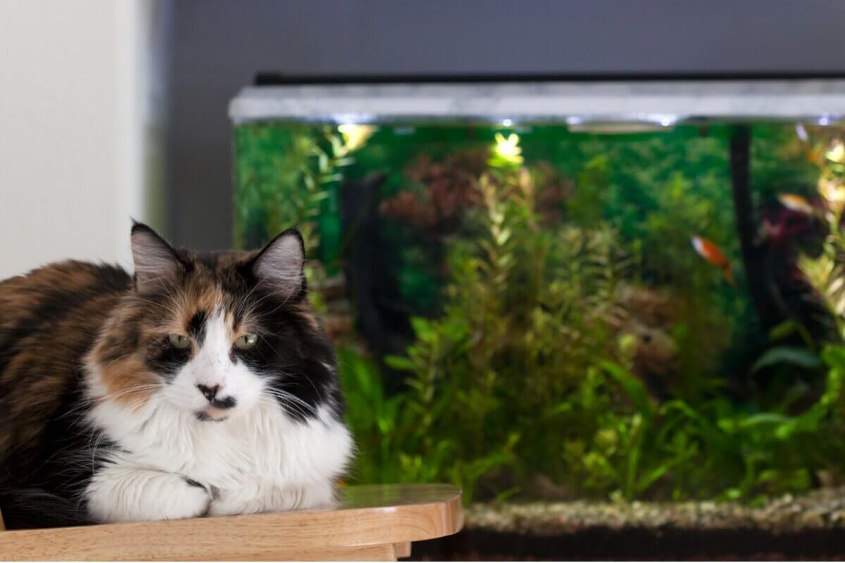 A long-haired cat sitting near an aquarium.