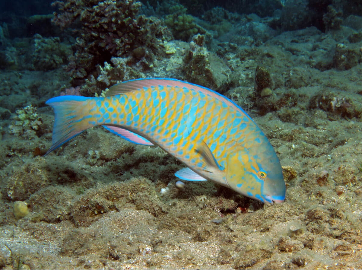 Denne fisk spiser koraller