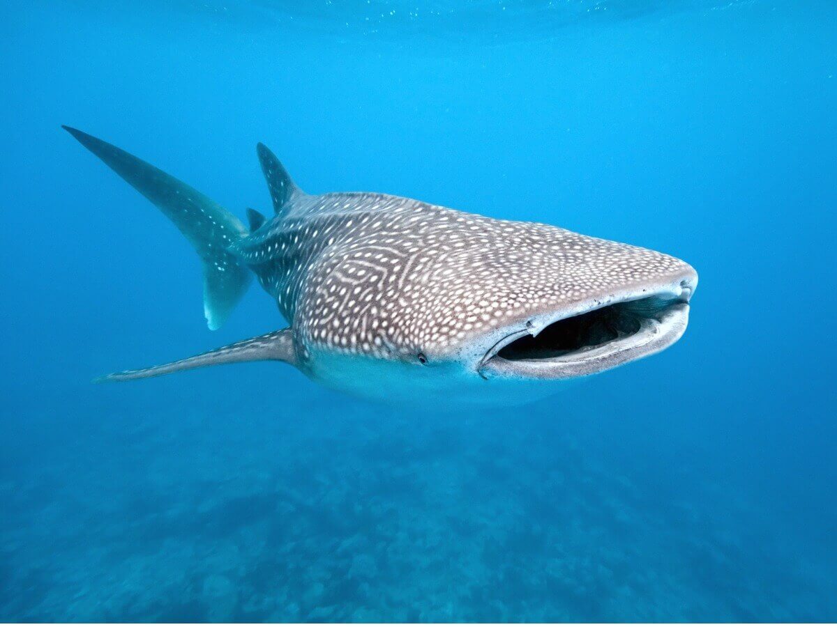 A whale shark eats.
