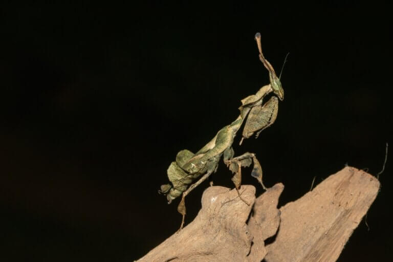 Ghost Mantis: Habitat and Characteristics