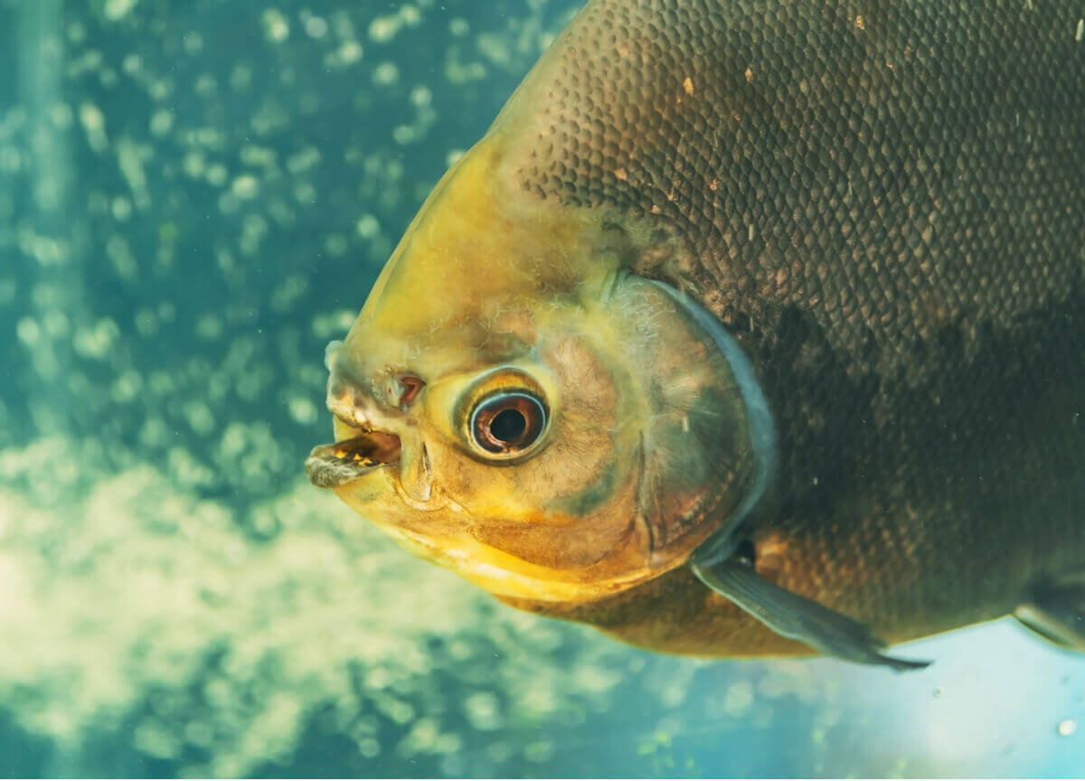 An orange fish showing its teeth.