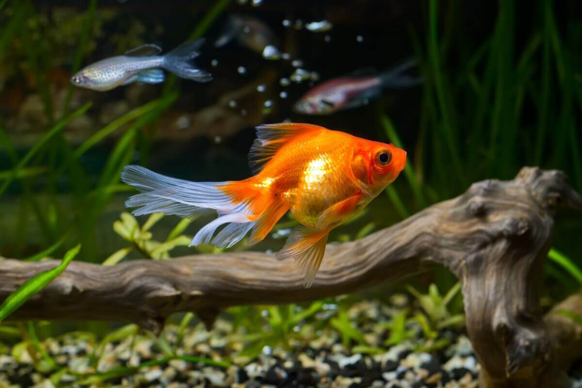 En simmande guldfisk.