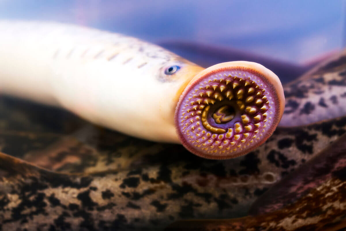 A lamprey sucking on the glass of an aquarium.