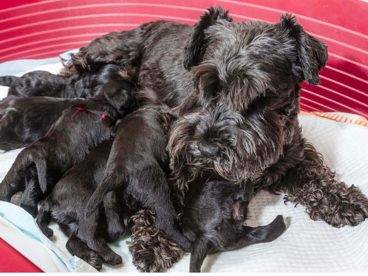 Puppy's bij hun moeder