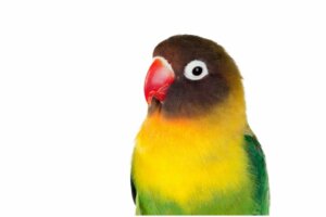11 Interesting Facts About Lovebirds