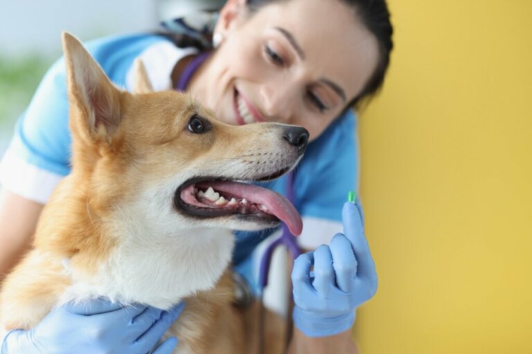 Allopurinol for Dogs: Dosage and Side Effects