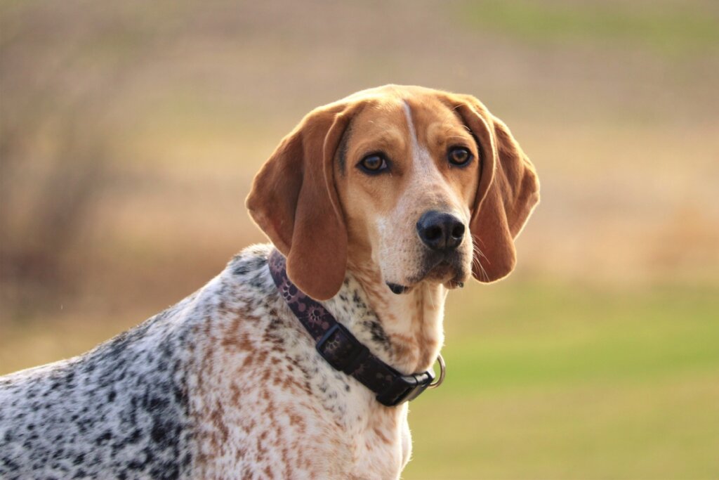 American English Coonhound: All About this Breed