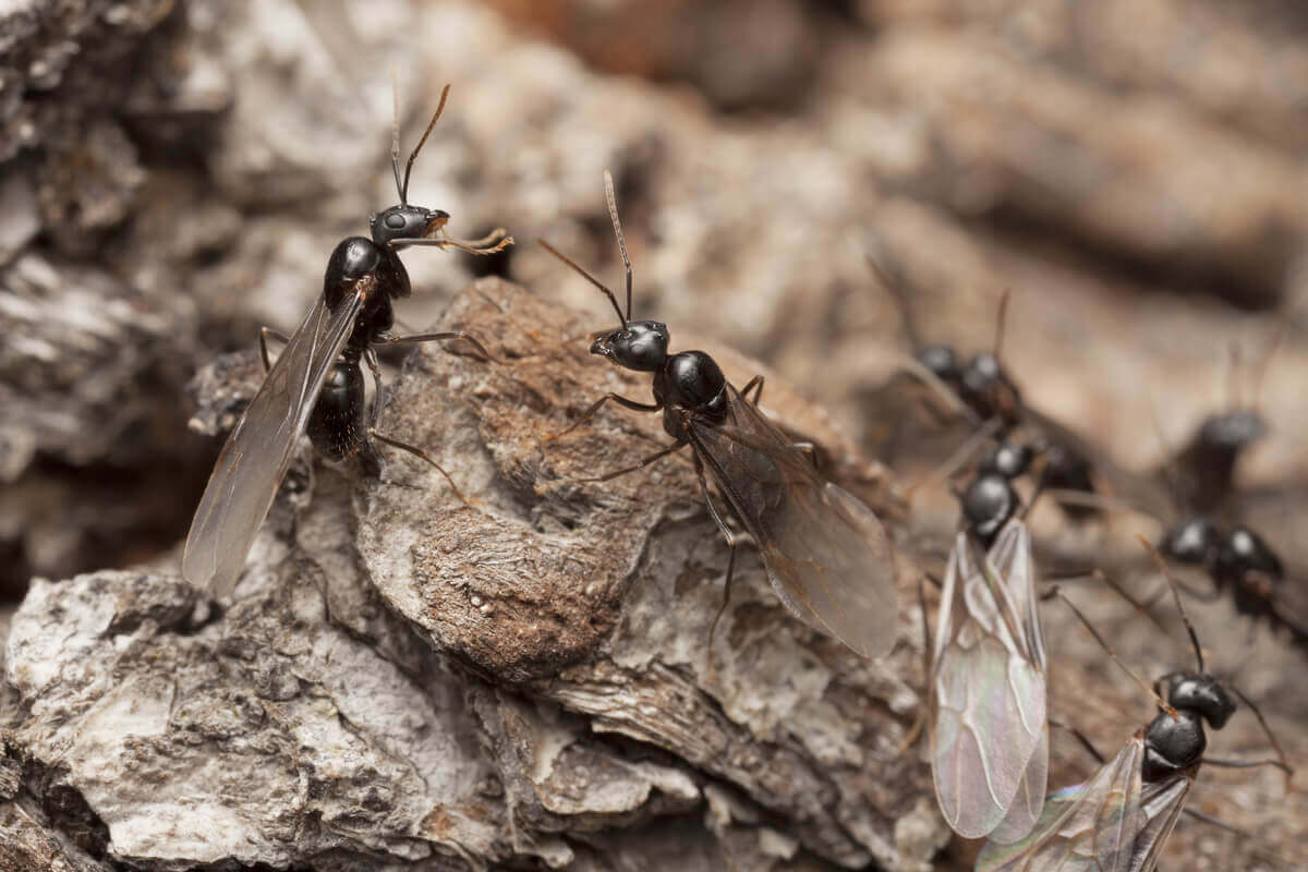 A group of ants with wings.