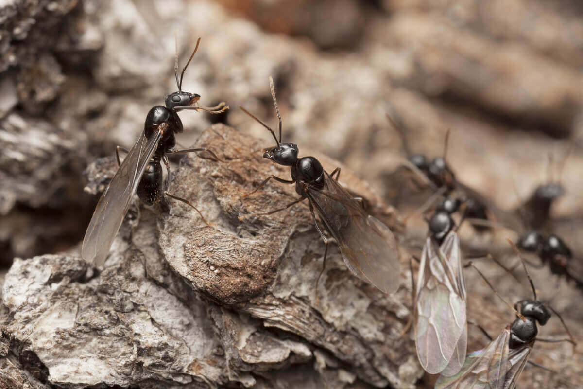 En gruppe maur med vinger.