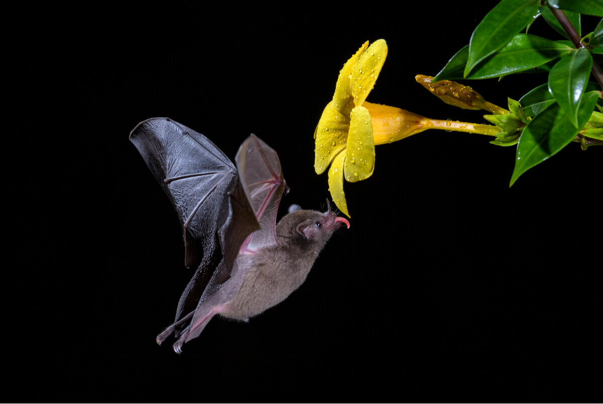 A bat suckling a flower.
