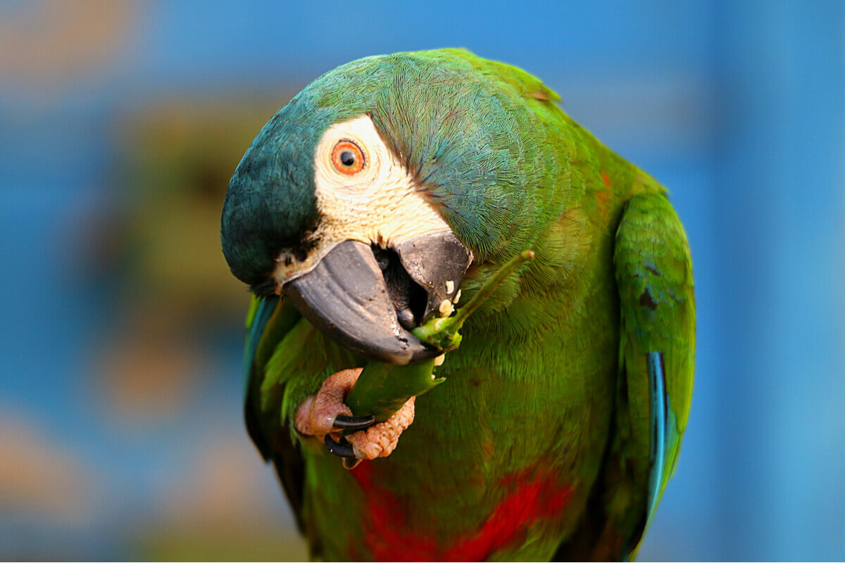 A parrot eating a green pepper.