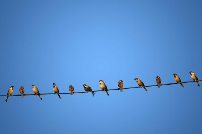 Why Don't Birds Get Electrocuted When They Perch on Power Lines?