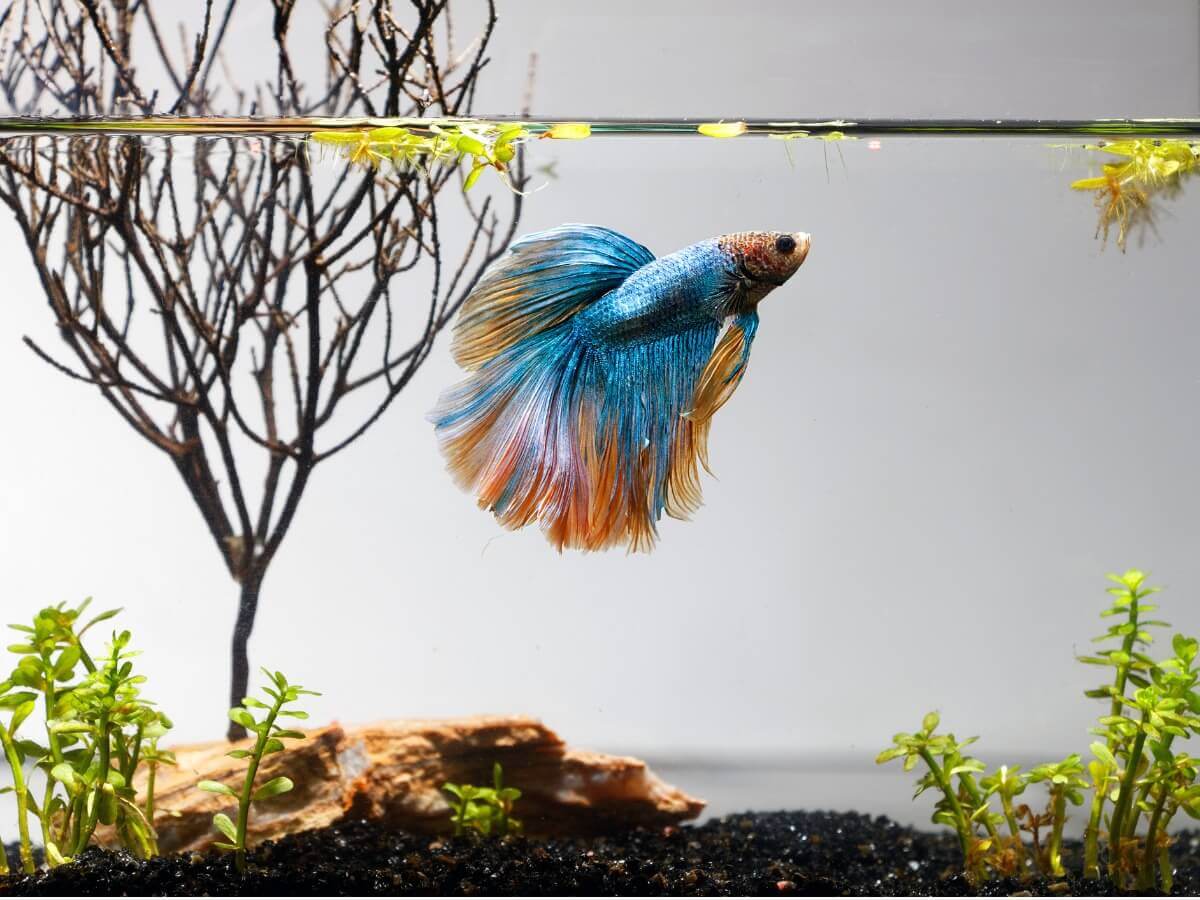 A blue and orange fish in a tank.