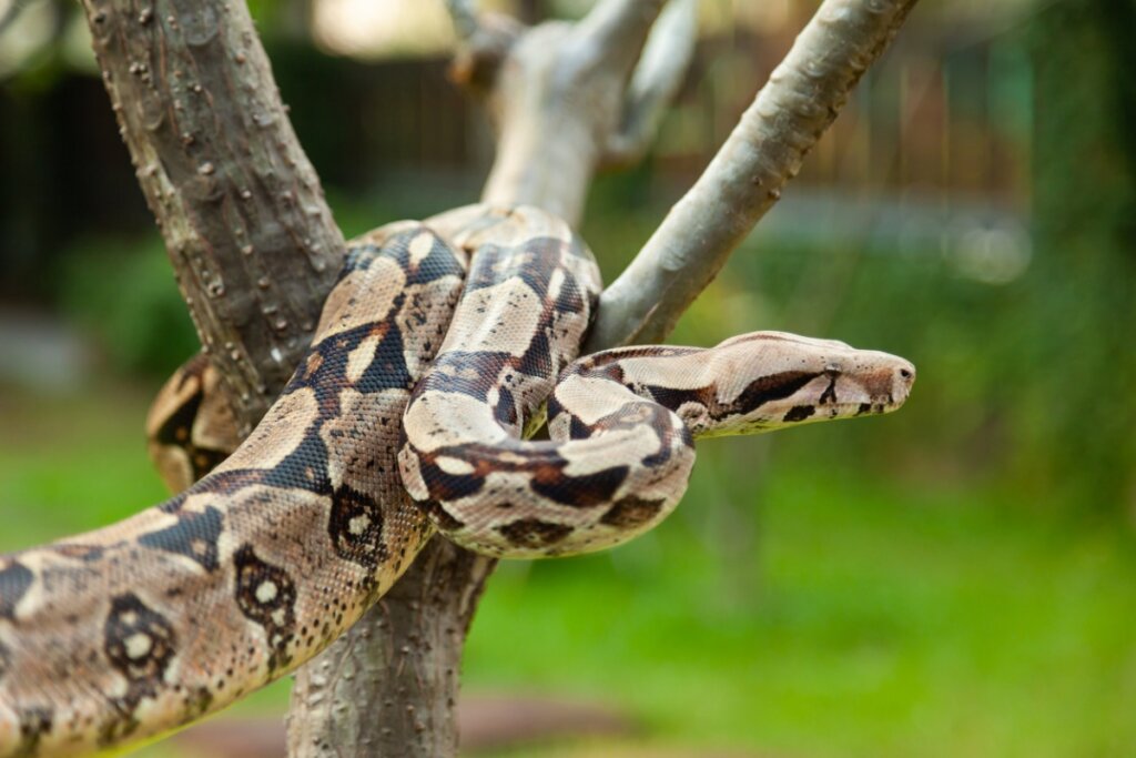 Φροντίζοντας ένα Boa Constrictor