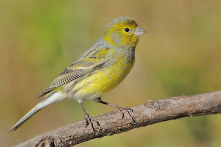 The Behavior of Canaries